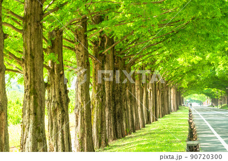 《滋賀県》メタセコイヤ並木・新緑シーズン 《滋賀県》メタセコイヤ並木・新緑シーズン 90720300