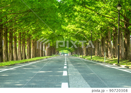 《滋賀県》メタセコイヤ並木・新緑シーズン 90720308