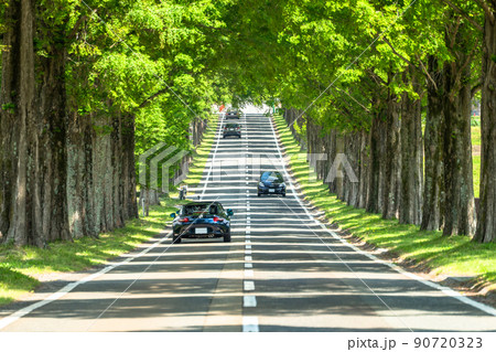《滋賀県》メタセコイヤ並木・新緑シーズン 90720323