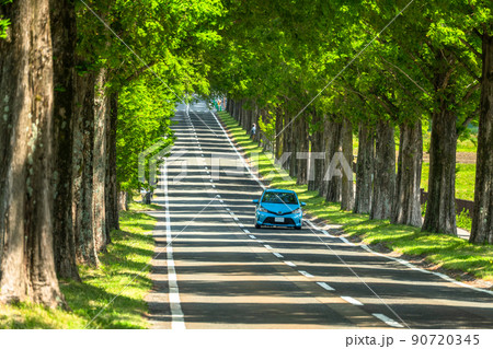 《滋賀県》メタセコイヤ並木・新緑シーズン 《滋賀県》メタセコイヤ並木・新緑シーズン 90720345