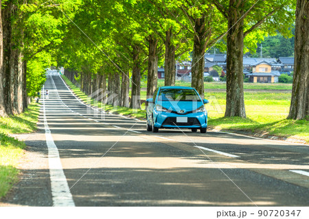 《滋賀県》メタセコイヤ並木・新緑シーズン 90720347