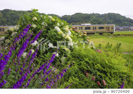 紫陽花咲く成田線 紫陽花咲く成田線 90720400