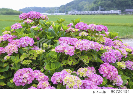 紫陽花咲く成田線E217系 90720434