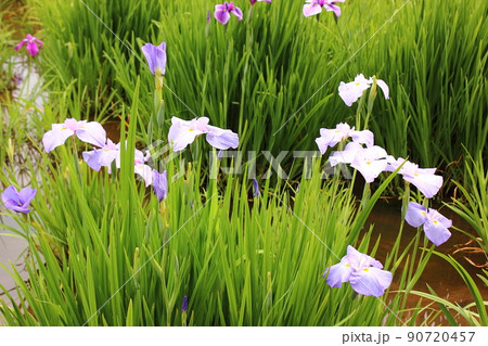 北山公園に咲く淡い色の花菖蒲(2) 北山公園に咲く淡い色の花菖蒲(2) 90720457