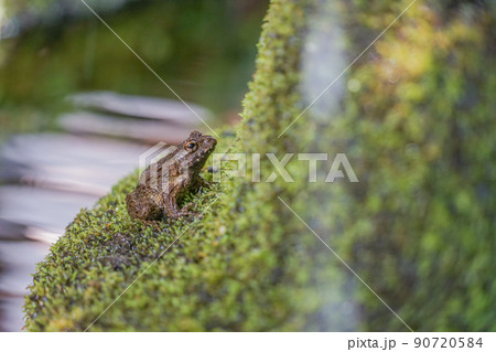 ツチガエル ツチガエル 90720584
