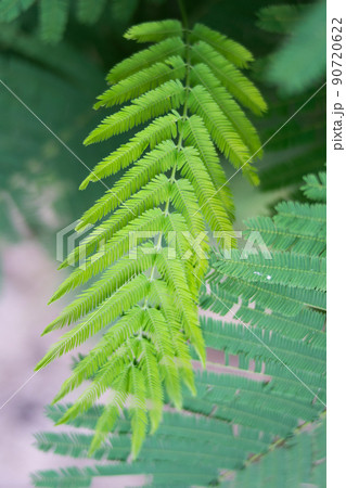Cha (Cha-om), Acacia pennata vegetables in the garden,green leaves background 90720622