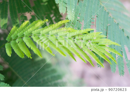 Cha (Cha-om), Acacia pennata vegetables in the garden,green leaves background Cha (Cha-om), Acacia pennata vegetables in the garden,green leaves background 90720623