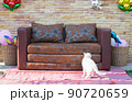 a cat playing near sofa 90720659