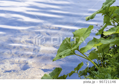 初夏のドッコ沼　新緑の風景　山形県山形市　　 90721146