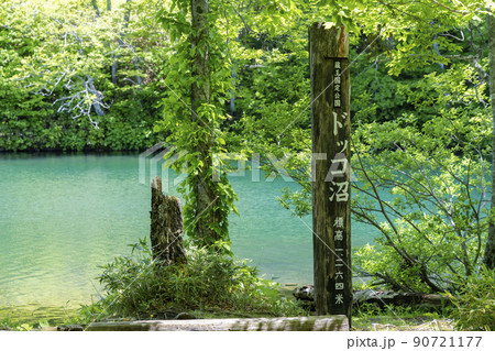 初夏のドッコ沼　新緑の風景　山形県山形市　　 90721177