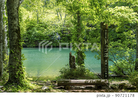 初夏のドッコ沼 新緑の風景 山形県山形市 初夏のドッコ沼 新緑の風景 山形県山形市 90721178