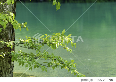 初夏のドッコ沼 新緑の風景 山形県山形市   初夏のドッコ沼 新緑の風景 山形県山形市   90721196