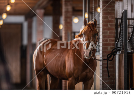 Brown paint horse with white parts of its chops poses inside the stable Brown paint horse with white parts of its chops poses inside the stable 90721913