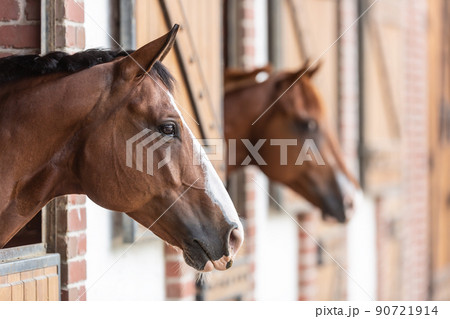 Two paint horses' heads looking out of heir stands in the stable Two paint horses' heads looking out of heir stands in the stable 90721914