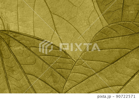 Texture of dry green autumn organic leaves background, macro. Structure of olive natural leaf with pattern. 90722571