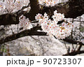 桜　ソメイヨシノ　UP 90723307
