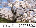 桜　青空と桜 90723308