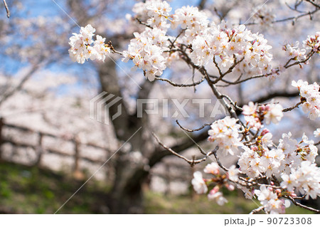 桜　青空と桜 90723308