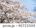 桜　青空を背景に 90723309