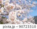 桜　青空に映える 90723310