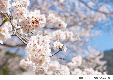桜　青空に映える 90723310