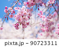 枝垂れ桜　青空とソメイヨシノを背景に 90723311