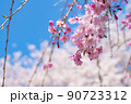 枝垂れ桜　青空を背景に 90723312