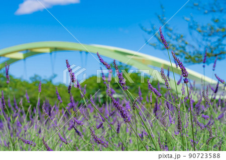 荒子川公園、満開のラベンダー〈愛知県名古屋市〉 荒子川公園、満開のラベンダー〈愛知県名古屋市〉 90723588