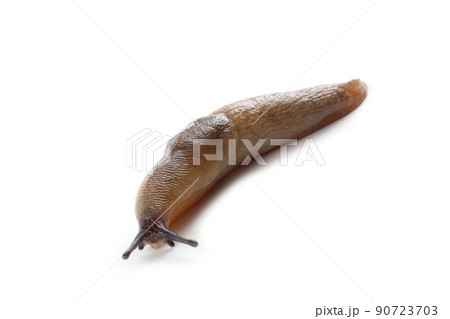 Slug isolated on white 90723703