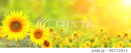 Sunflower on blurred sunny nature background. Horizontal agriculture summer banner with sunflowers field Sunflower on blurred sunny nature background. Horizontal agriculture summer banner with sunflowers field 90723813