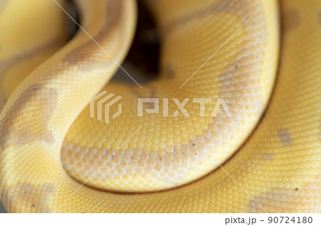 ボールパイソン　ニシキヘビ 90724180