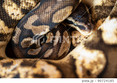 ボールパイソン ニシキヘビ ボールパイソン ニシキヘビ 90724185