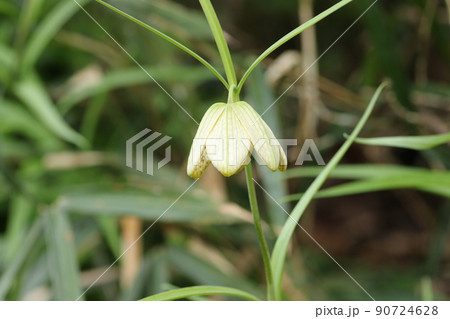 春に咲く、可憐なアミガサユリ 90724628