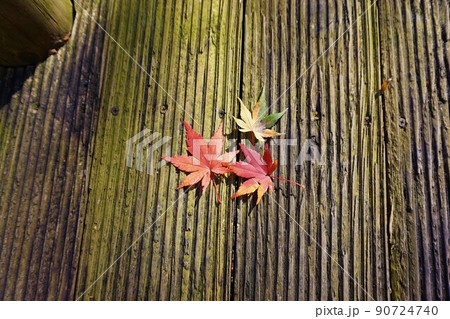 源太橋 小中川 紅葉 源太橋 小中川 紅葉 90724740
