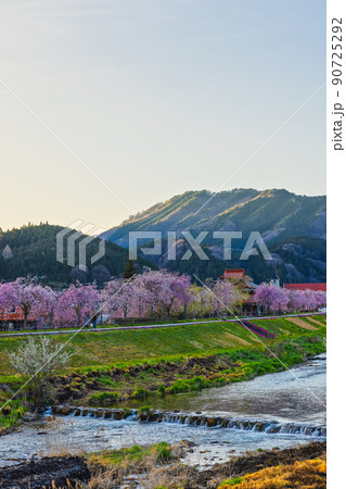満開のしだれ桜、新庄川の堤防(岡山県真庭郡新庄村上町) 90725292
