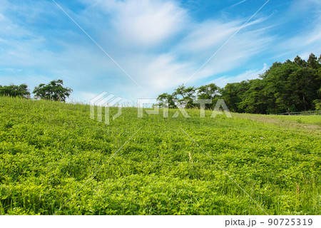 青空の下の初夏の爽やかな草原の風景 青空の下の初夏の爽やかな草原の風景 90725319