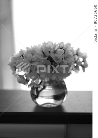 モノクロの桜の花 90725660