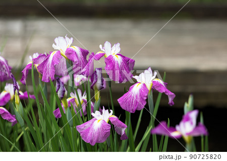 東京都青梅市吹上しょうぶ公園 90725820