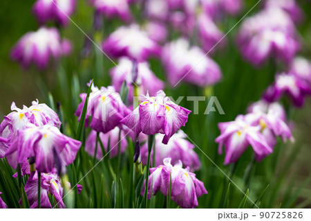東京都青梅市吹上しょうぶ公園 90725826