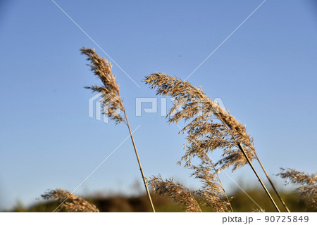 Scirpus reed is a genus of perennial and annual coastal aquatic plants of the Sedge family Scirpus reed is a genus of perennial and annual coastal aquatic plants of the Sedge family 90725849