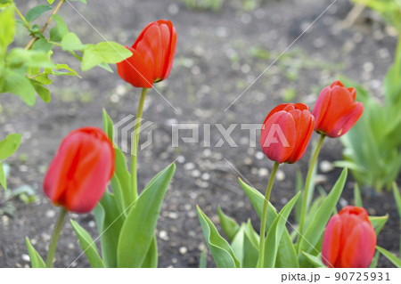Red tulip buds in a green garden in spring 90725931