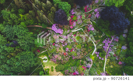 Aerial top down view of colorful blooming rhododendron shrubs among the trees. Aerial top down view of colorful blooming rhododendron shrubs among the trees. 90726141