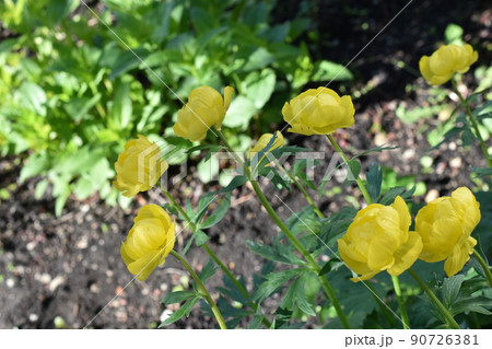 Bathhouse trollius is a genus of perennial herbaceous plants from the buttercup family ranunculaceae 90726381