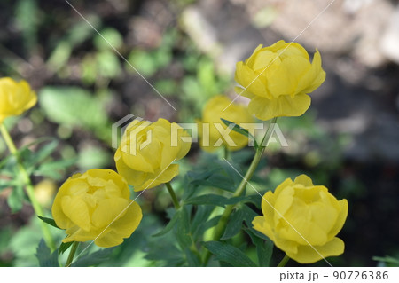 Bathhouse trollius is a genus of perennial herbaceous plants from the buttercup family ranunculaceae 90726386