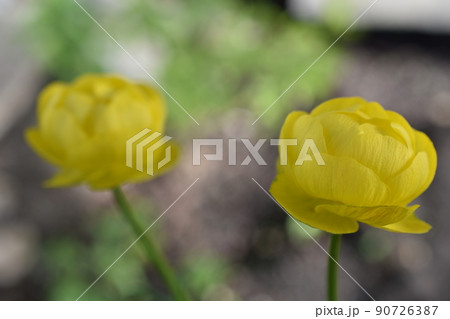 Bathhouse trollius is a genus of perennial herbaceous plants from the buttercup family ranunculaceae 90726387