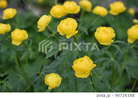 Bathhouse trollius is a genus of perennial herbaceous plants from the buttercup family ranunculaceae Bathhouse trollius is a genus of perennial herbaceous plants from the buttercup family ranunculaceae 90726388