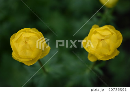 Bathhouse trollius is a genus of perennial herbaceous plants from the buttercup family ranunculaceae 90726391