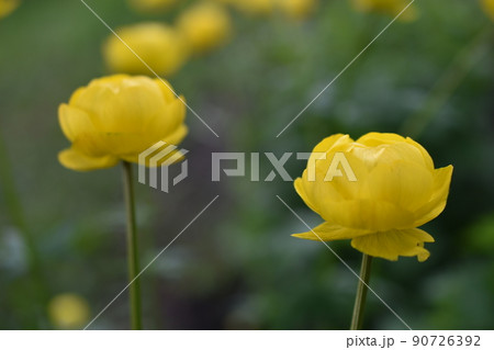 Bathhouse trollius is a genus of perennial herbaceous plants from the buttercup family ranunculaceae 90726392