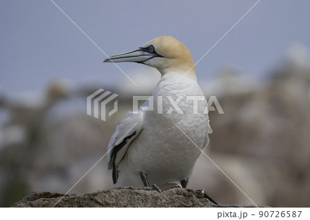 Gannet on the ground 90726587
