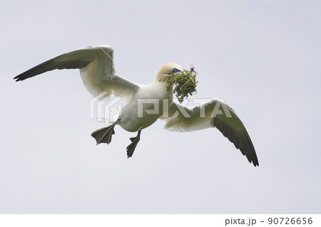 Gannet carrying nest material Gannet carrying nest material 90726656